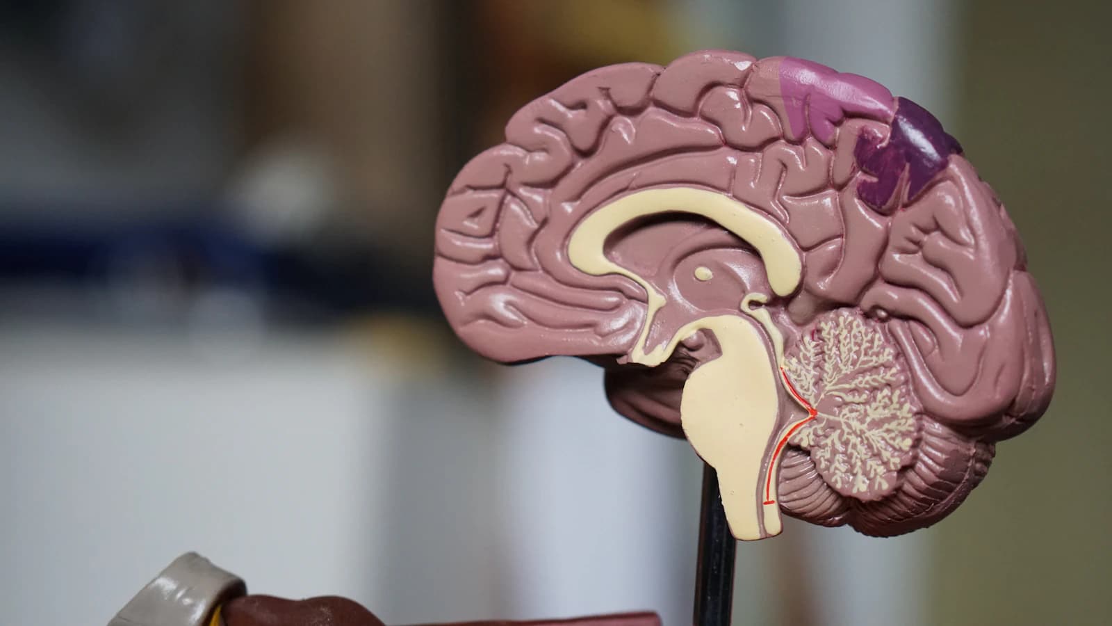 Neurological Pathways